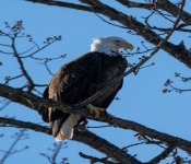 2023 02 11 RedwingEagles 016